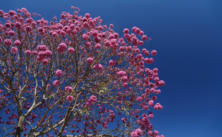 Ipê-roxo: conheça 6 benefícios que vão além da beleza das flores