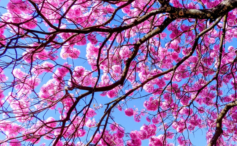 Ipê-roxo: conheça 6 benefícios da planta que vão além da beleza das flores